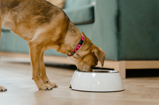 How Often Should I Replace My Dog’s Toys, Bowls, and Gear?