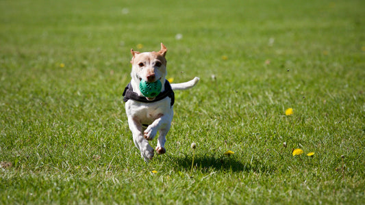 Why Enrichment Is Key to a Happy Dog? Activities and Tools You Need