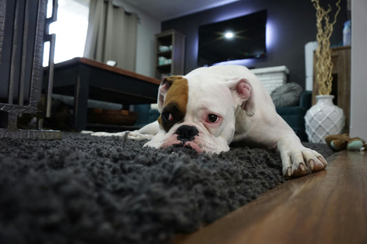 Separation Anxiety in Dogs – How Toys and Comfort Can Help