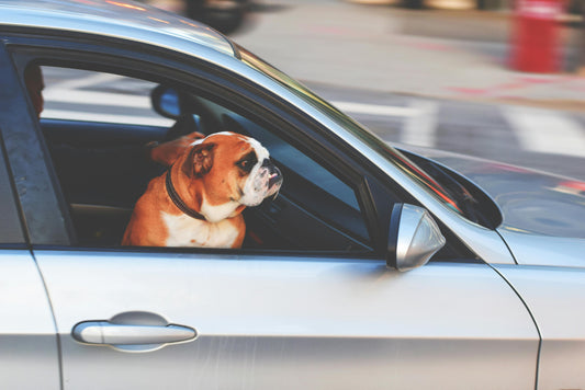 6 Must-Haves for Stress-Free Trips When Travelling with Your Dog