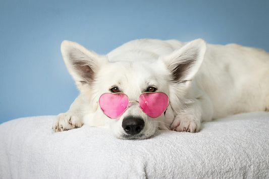 Why Local and Sustainable Dog Products Matter – Shop British, Support Dogs