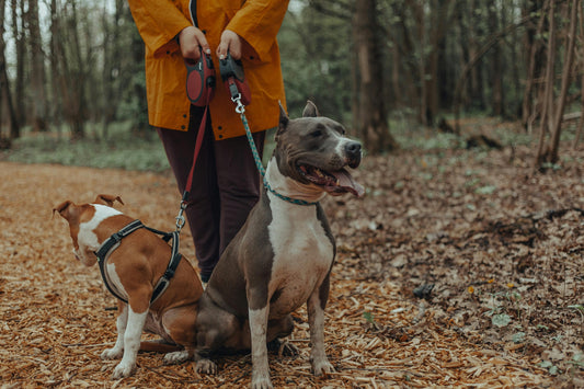 5 Signs Your Dog Needs a New Collar or Harness (And How to Pick One)
