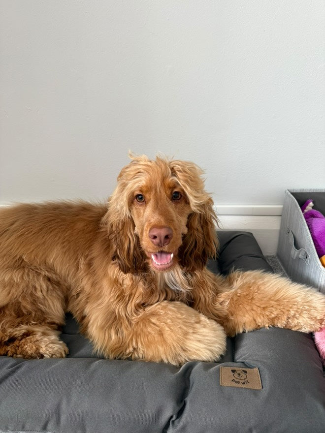 Cocker spaniel resting on the grey waterproof dog bed at home