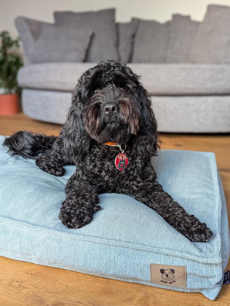 Pet Wiz padded dog bed in blue, available at Duke & Milo