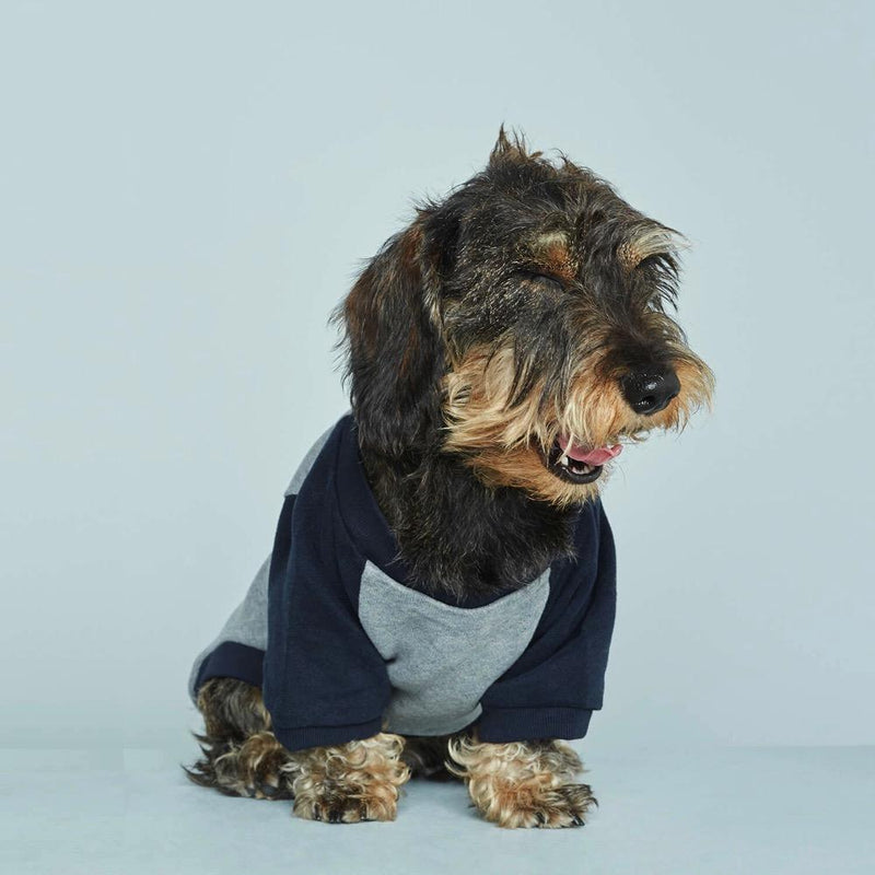 بلينكي الطائر