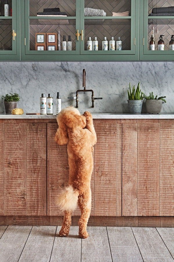 Champú orgánico Puppy Love