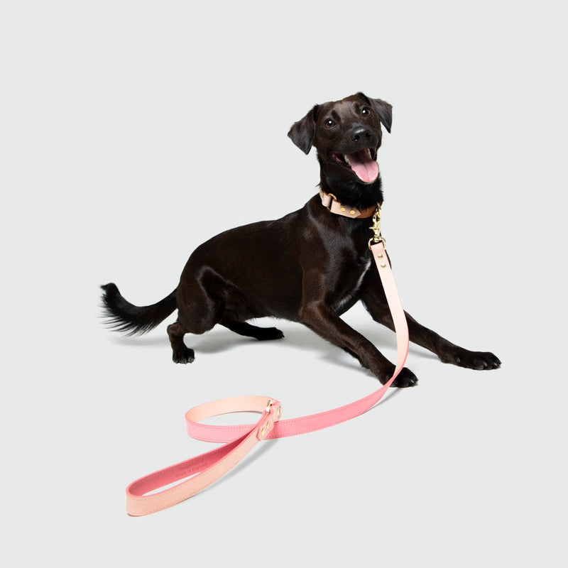 قيادة مدينة الكلب الخالدة