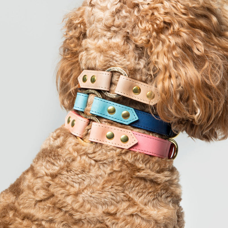 Timeless Collar and Lead Bundle (1x EACH)