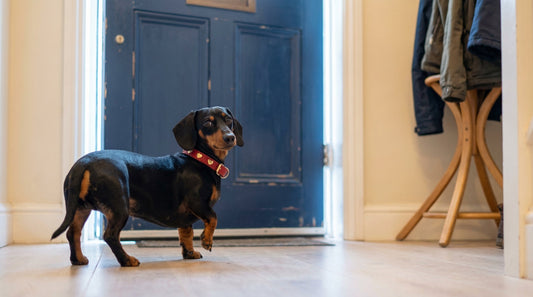 He Knew Before You Did