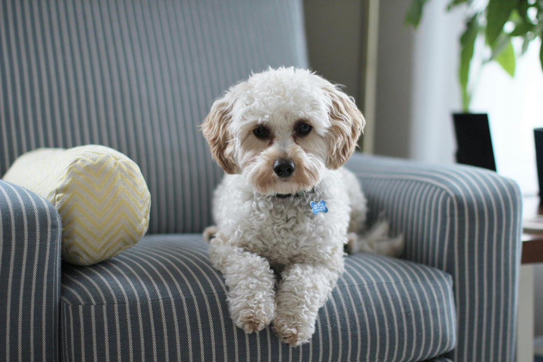How to Create a Dog-Friendly Home - 8 Tips to Keep Your Pup Safe and Happy Indoors
