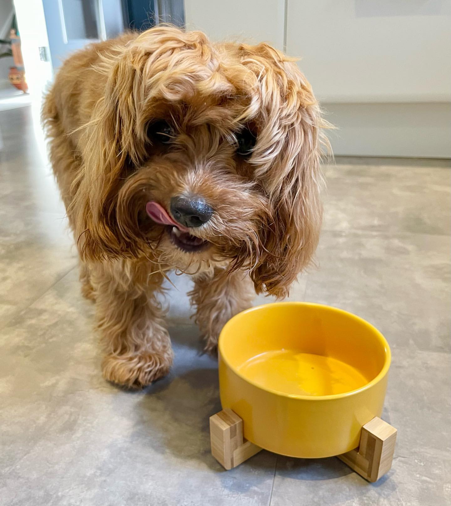 Dog standing beside the yellow ceramic dog bowl in its bamboo stand, from Duke & Milo