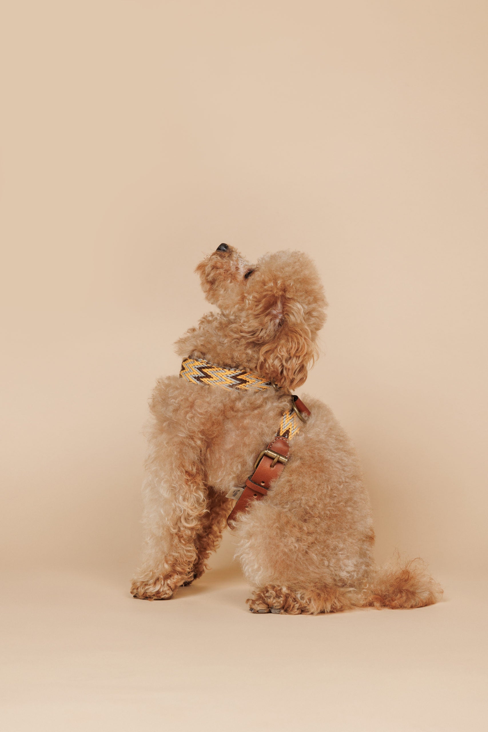 Buddy's Peruvian-inspired woven-cotton dog harness, handmade in Spain | Duke & Milo