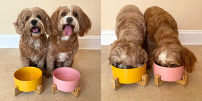 Ceramic dog bowl in a bamboo stand, part of the Pet Wiz feeding range at Duke & Milo