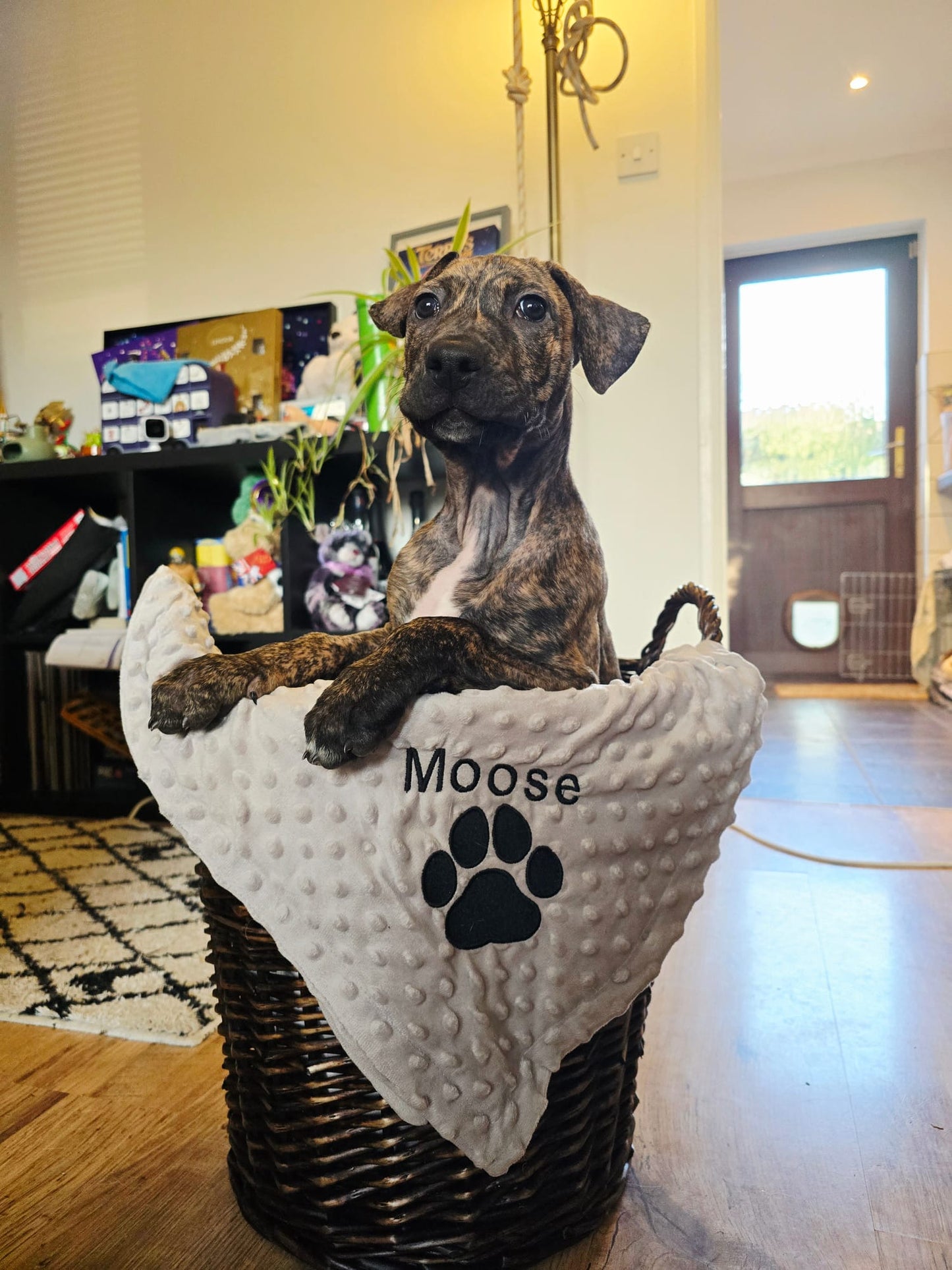 Large Personalised Pet Blankets - Embroidered