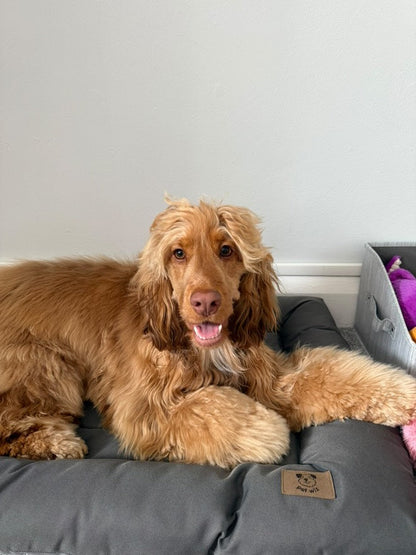 Cocker spaniel resting on the grey waterproof dog bed at home