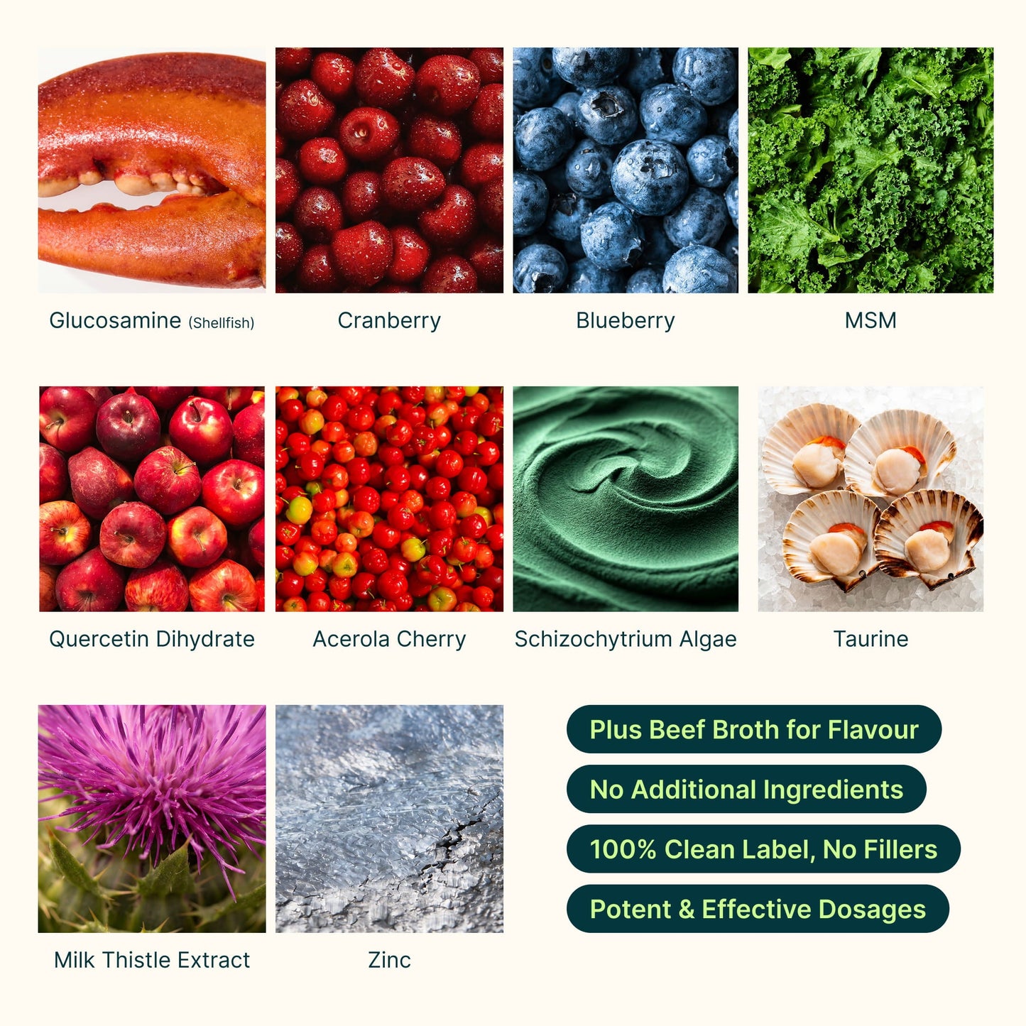 Second ingredient graphic for Superwild Super Everyday showing glucosamine from shellfish, cranberry, blueberry, MSM, quercetin, acerola cherry, schizochytrium algae, taurine, milk thistle and zinc