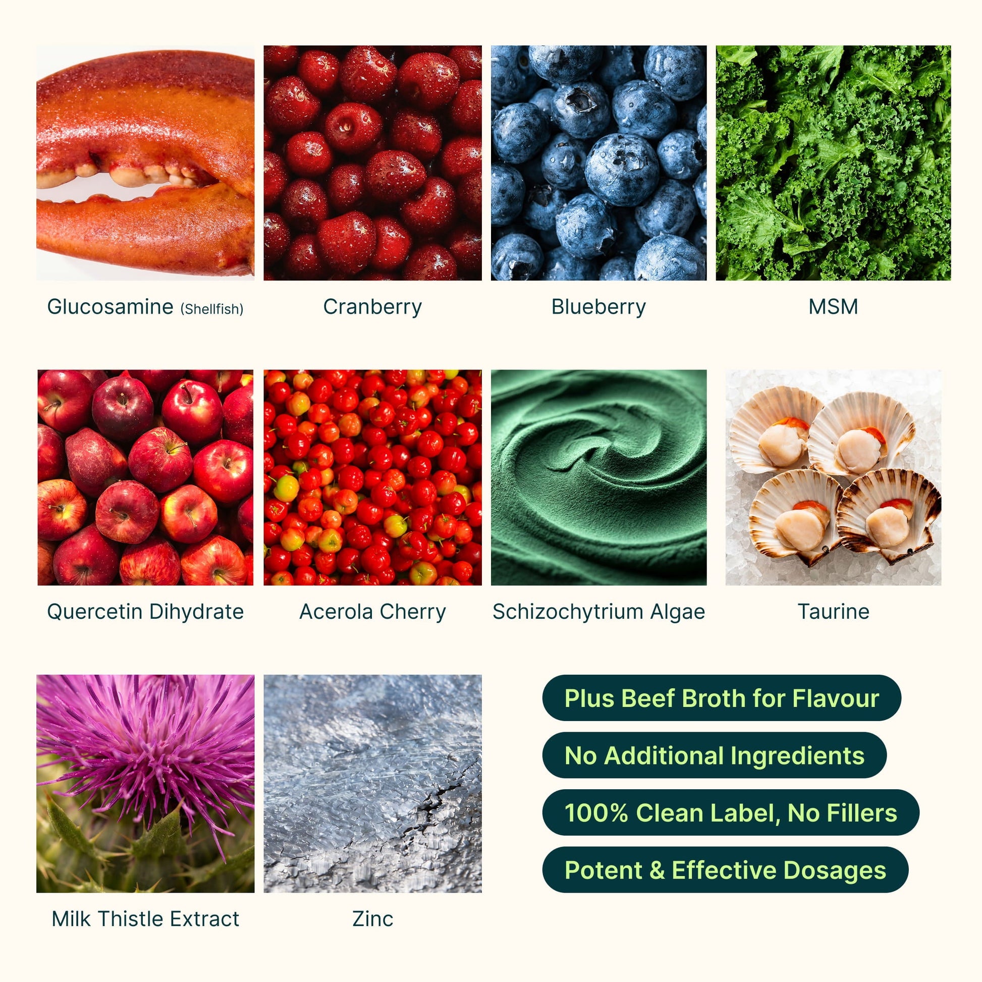 Second ingredient graphic for Superwild Super Everyday showing glucosamine from shellfish, cranberry, blueberry, MSM, quercetin, acerola cherry, schizochytrium algae, taurine, milk thistle and zinc