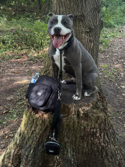 The OG black bag and treat pouch resting on a tree stump beside a dog on a woodland walk