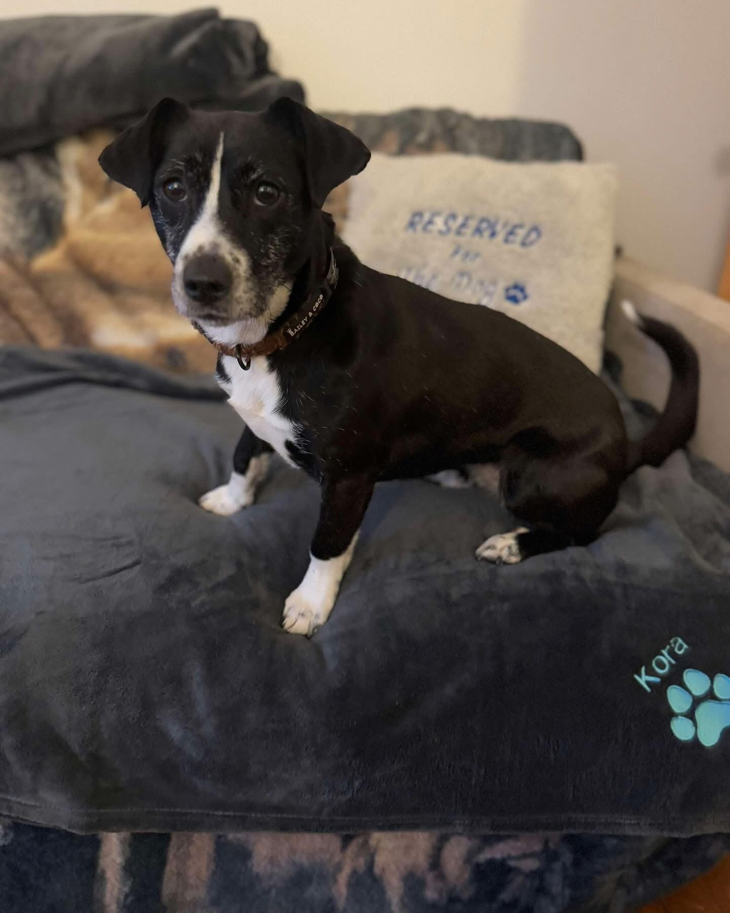 Small Personalised Pet Blankets - Embroidered