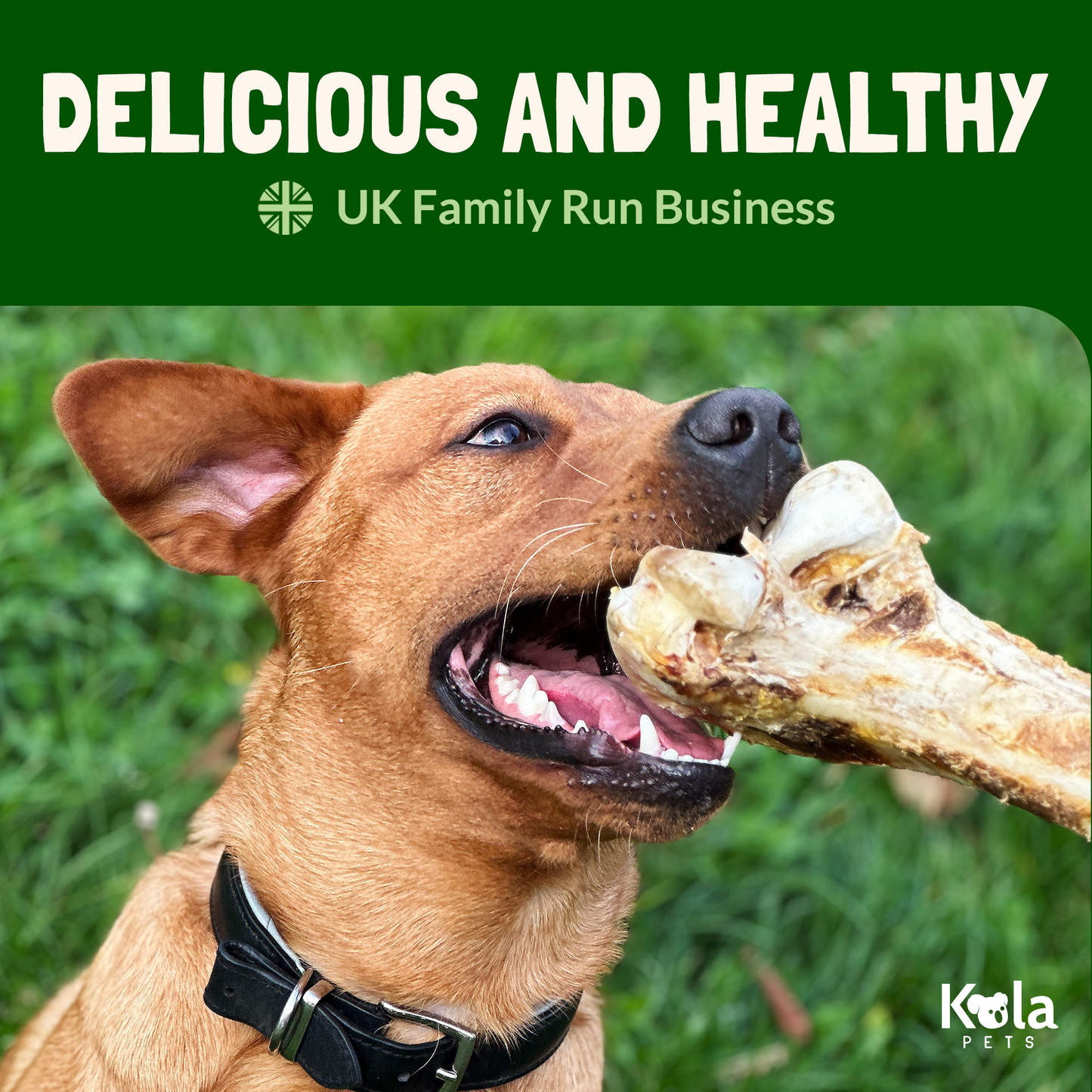 Jumbo Ostrich Bones for Dogs