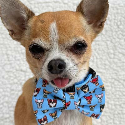Bow Tie - Blue Chihuahua Print