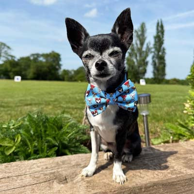 Bow Tie - Blue Chihuahua Print