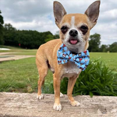 Bow Tie - Blue Chihuahua Print
