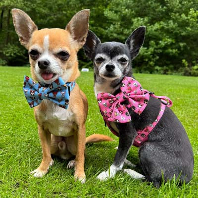 Bow Tie - Blue Chihuahua Print