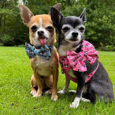 Bow Tie - Blue Chihuahua Print