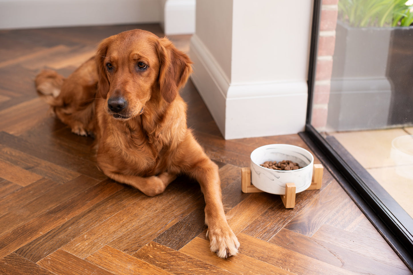 Ceramic dog bowl raised off the floor in a bamboo stand, by Pet Wiz at Duke & Milo