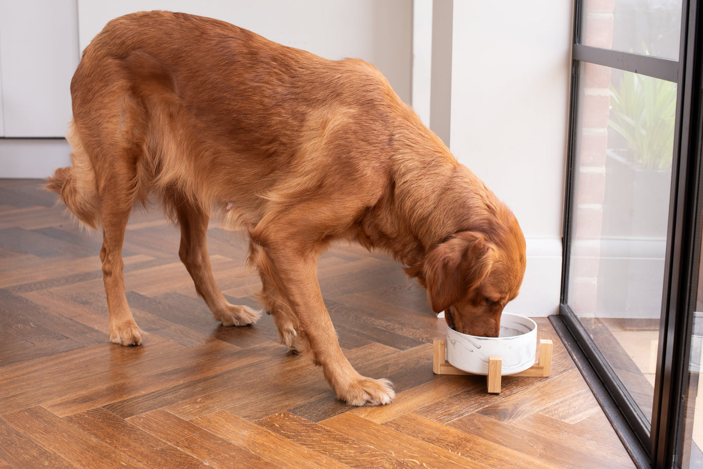 Golden retriever eating from the raised ceramic dog bowl in its bamboo stand, from Duke & Milo