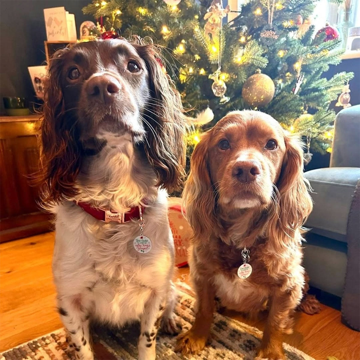 Dog tag reading Too cute to wear an ugly Xmas jumper