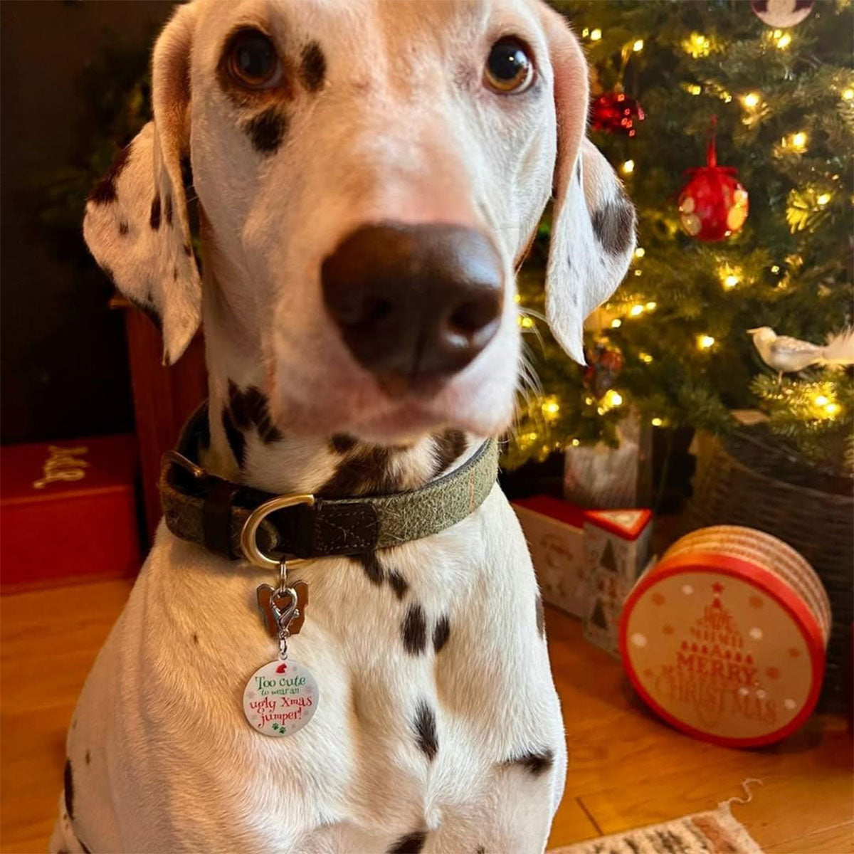 Christmas dog tag clipped to a collar D-ring