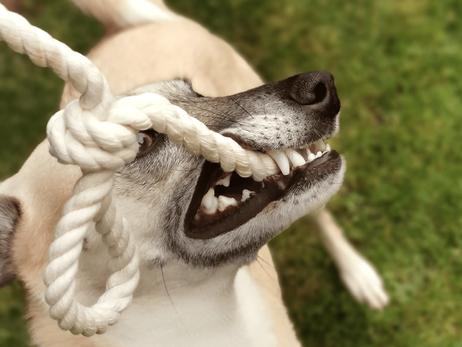 Goodchap's Pulley cotton rope dog toy – close-up of the knotted natural cotton | Duke & Milo