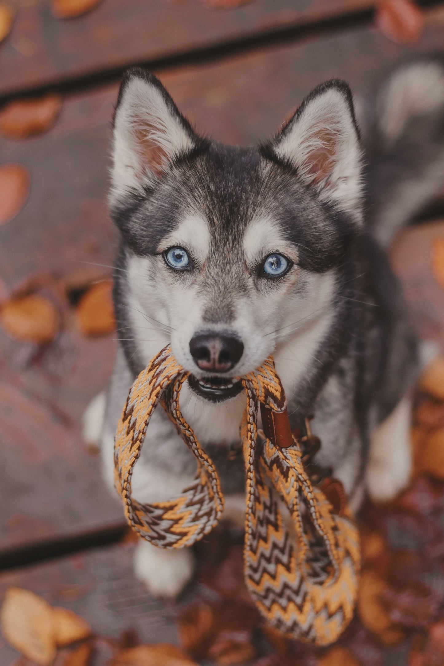 Peruvian Dog Lead – Handmade