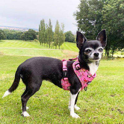 Small Dog Harness - Signature Pink Chihuahua Print
