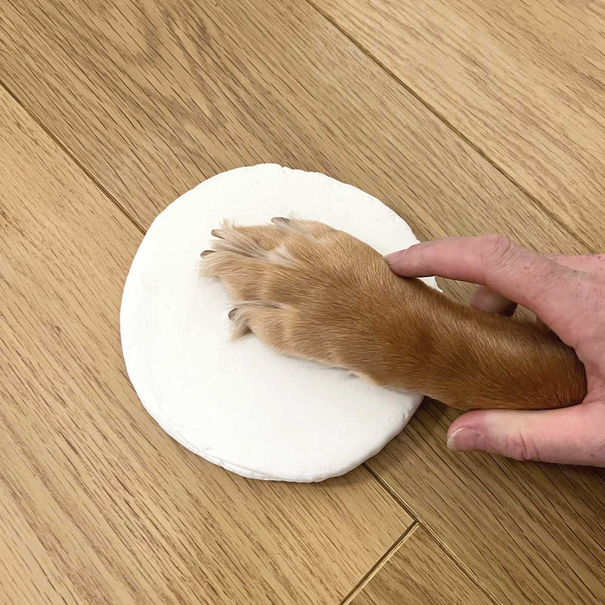Paw impression kit instructions and drying guidance