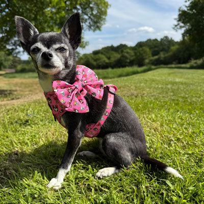 Small Dog Harness - Signature Pink Chihuahua Print