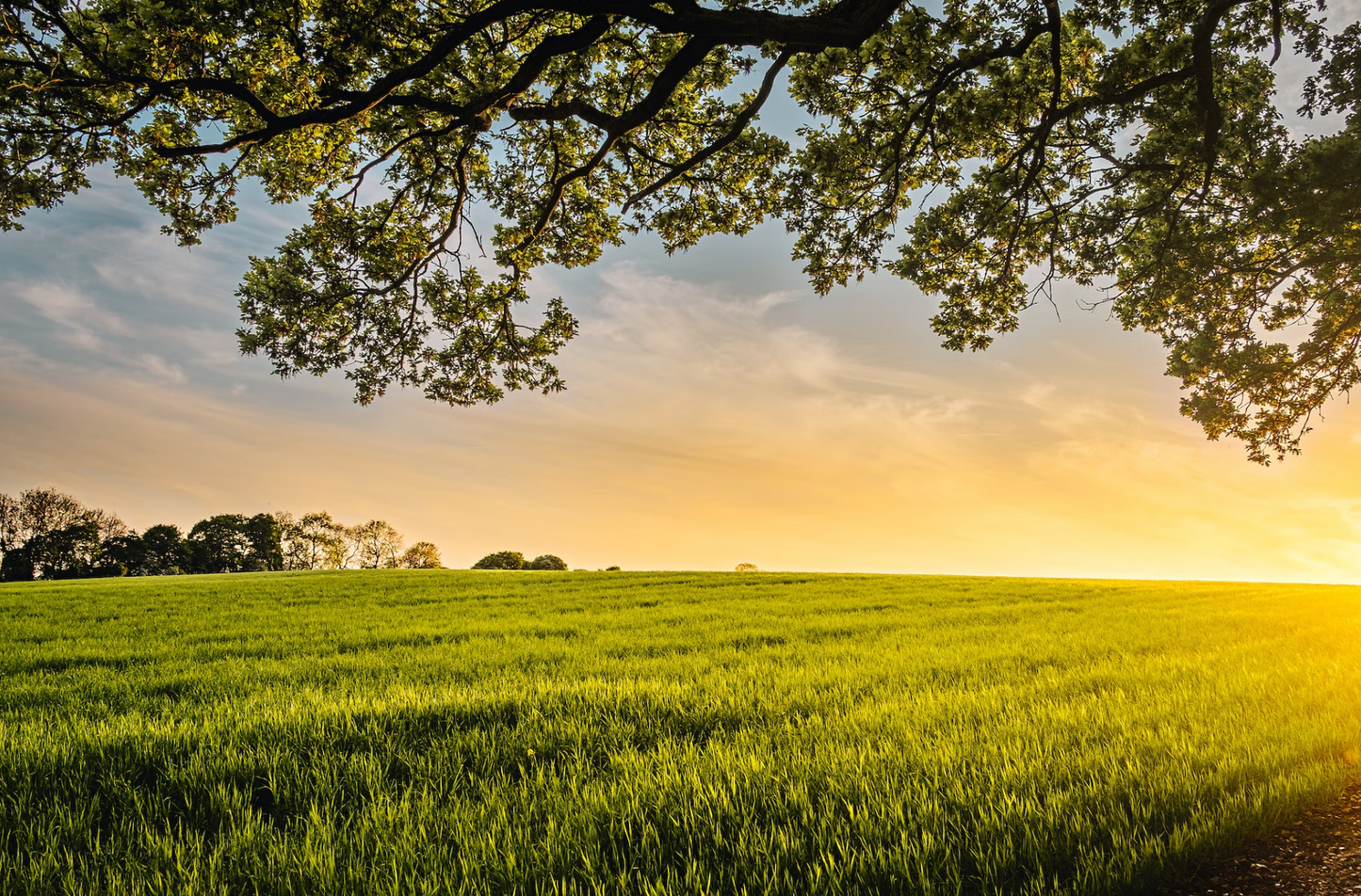 Country Barn - Chicken, Duck & Turkey Treats