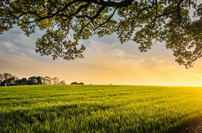 Country Barn - Chicken, Duck & Turkey Treats
