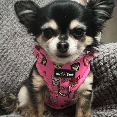 Small Dog Harness - Signature Pink Chihuahua Print