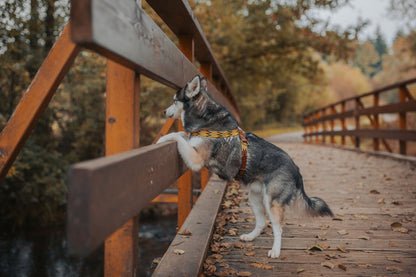Buddy's Peruvian-inspired dog harness in colourful hand-braided woven cotton | Duke & Milo