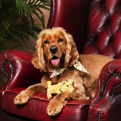 The Dog Mum Mother's Day Bundle — Heart Collar, Alpaca Jumper & Rope Toy