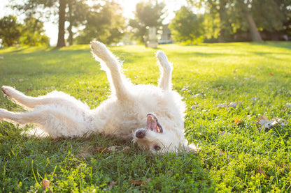 Cream coloured dog rolling happily on its back in the grass, the moment fox poo remover spray is made for