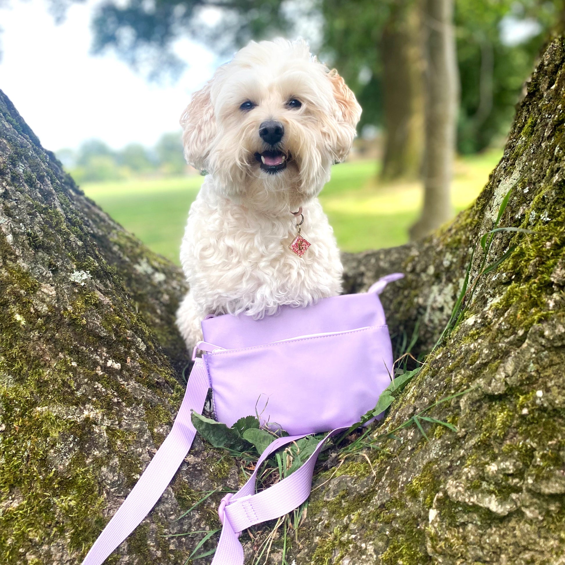 Small white dog beside the lilac crossbody dog walking bag on a tree in the park