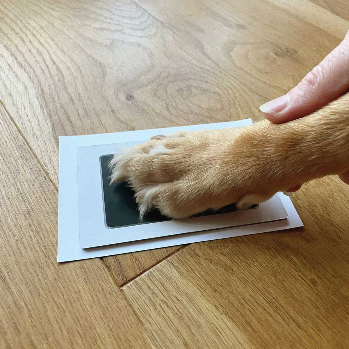 Pet safe non-toxic paw print ink pad kit for dogs and cats