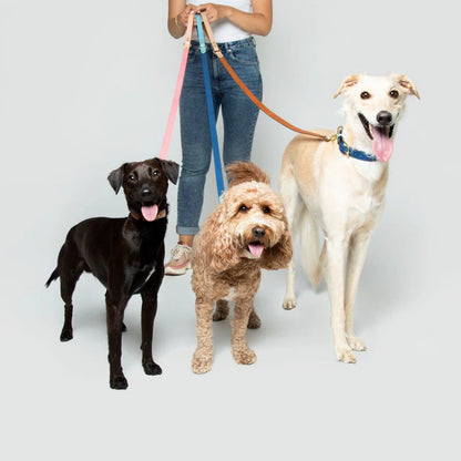 Timeless Collar and Lead Bundle (1x EACH)
