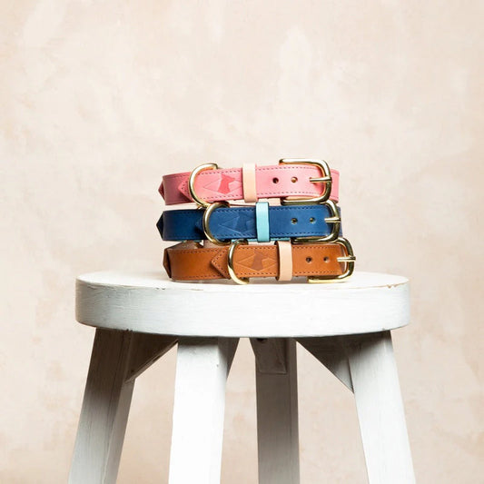 Timeless Collar and Lead Bundle (1x EACH)